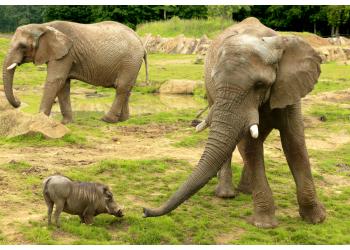 Safari de Peaugres Adulte